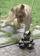Hungry Lion GIF - Hungry Lion Baby GIFs