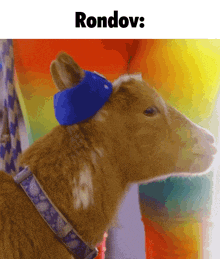 a goat wearing a blue collar with the word rondov written above it