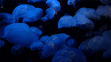 a bunch of blue jellyfish are swimming in a dark water
