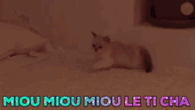 Parpy Cat GIF - Parpy Cat Cute GIFs