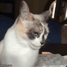 a calico cat is sitting in front of a keyboard and looking at the camera .