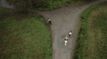an aerial view of three horses walking down a dirt road