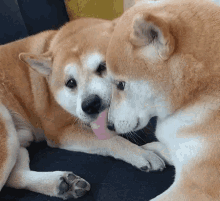 funny animals love tongue lick inukiss