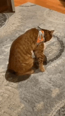 a cat wearing a harness is sitting on a carpet .