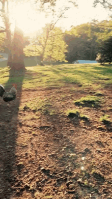 Rooster Running Away GIF - Rooster Running Away Im Chasing GIFs