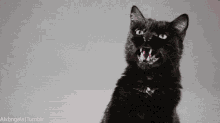 Kızgın Kedi GIF - Kizgin Kedi GIFs
