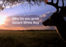 a deer is standing in a field with the words `` why do you grow distant white boy '' written above it .