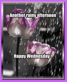 Wednesday Afternoon Rain GIF - Wednesday Afternoon Rain GIFs