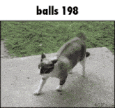 a gif of a cat stretching with the words balls 198 below it