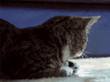Pussy Gare Cat GIF - Pussy Gare Cat Kitty GIFs