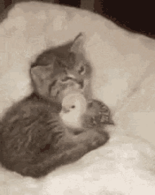 Cat Licks Chick GIF - Cute Friends Snuggle GIFs