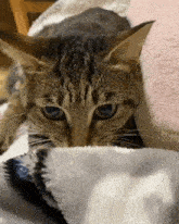 Kiji Kiji Cat GIF - Kiji Kiji Cat Cute GIFs