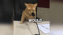 Would Would Meme GIF - Would Would Meme Would Cat GIFs
