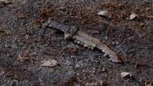 a bloody knife is laying on the ground with leaves
