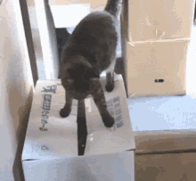 Cat Box GIF - Cat Box Funny GIFs