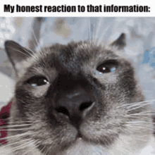 My Honest Reaction Cat GIF - My Honest Reaction Cat Selfie GIFs