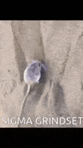The Grind Mouse Dig GIF - The Grind Mouse Dig Digging Mouse GIFs