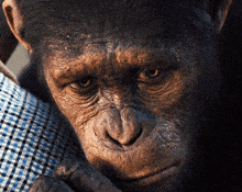 a close up of a chimpanzee 's face with a plaid shirt behind it