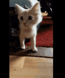 Leo Kitten GIF - Leo Kitten Cat GIFs