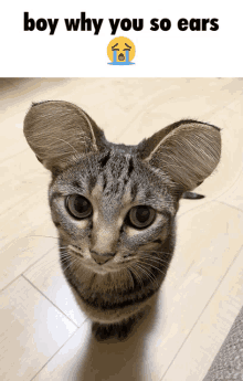 Largeearcat Big GIF