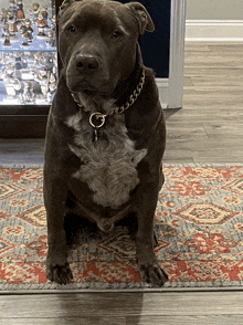 a dog is sitting on a rug in front of a display of figurines