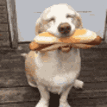 Dog Hotdog GIF - Dog Hotdog Cute GIFs