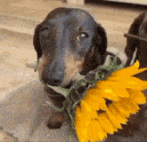 собака цветы GIF - собака цветы собака с цветами GIFs