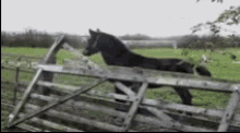 Animals Fail GIF - Animals Fail Horse GIFs