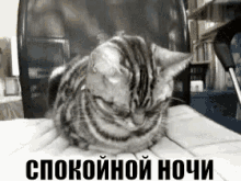 спокойной ночи кот засыпает GIF - Good Night Cat Falling Asleep GIFs
