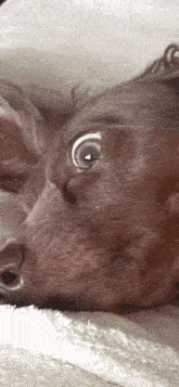 a close up of a dog 's face with a white eye