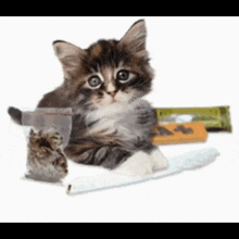 a kitten is laying next to a bag of cat food and a cigarette