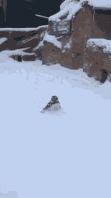 Penguin Winter GIF - Penguin Winter Snow GIFs