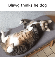 Blawg Thinks He Dog GIF - Blawg Thinks He Dog GIFs