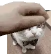 a cat wearing a bow tie is being petted by a person 's hand .