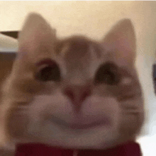 Cat Lol GIF - Cat Lol GIFs
