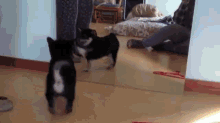 Shiba Wants To Play With His Reflection GIF - Shiba Inu Dog GIFs