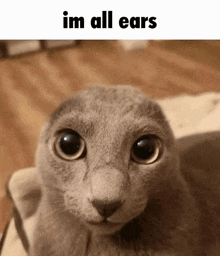 a close up of a cat 's face with the words `` im all ears '' written on it .