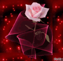 Rose Flower GIF - Rose Flower Pretty GIFs