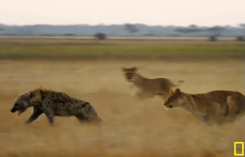 animal chasing prey