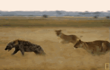 Hyena Running For Its Life GIF - Wild Animals Hyenas Lioness GIFs