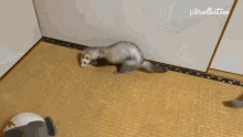 Running Backwards The Pet Collective GIF - Running Backwards The Pet Collective Leaving GIFs