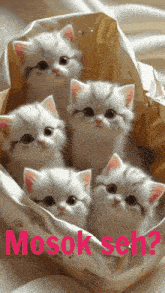 a group of white kittens in a bag with the words mosok seh written on the bottom