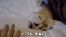 Dogs Lets Play GIF