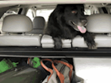 Dog Travel GIF - Dog Travel Black Dog GIFs