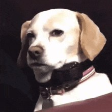 a close up of a dog with a collar around its neck .