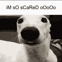 a black and white photo of a dog with the words im so scared written above it .