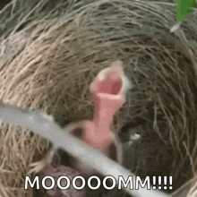 Screaming Bird Funny Meme GIF - Screaming Bird Funny Meme GIFs