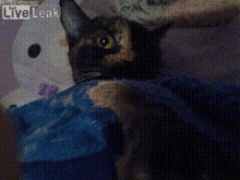 Liveleak Cat On Live Leak GIF - Liveleak Cat On Live Leak Cat GIFs