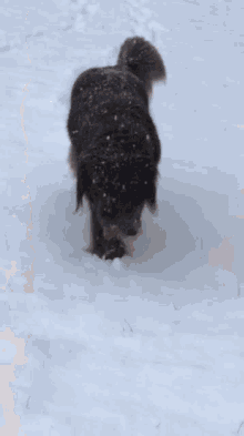 Dog Newf GIF - Dog Newf Snow GIFs