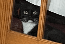 a black and white cat is looking through a window